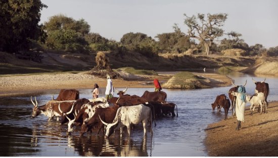 Sahel : des solutions sur mesure face au climat, aux violences et à l’insécurité